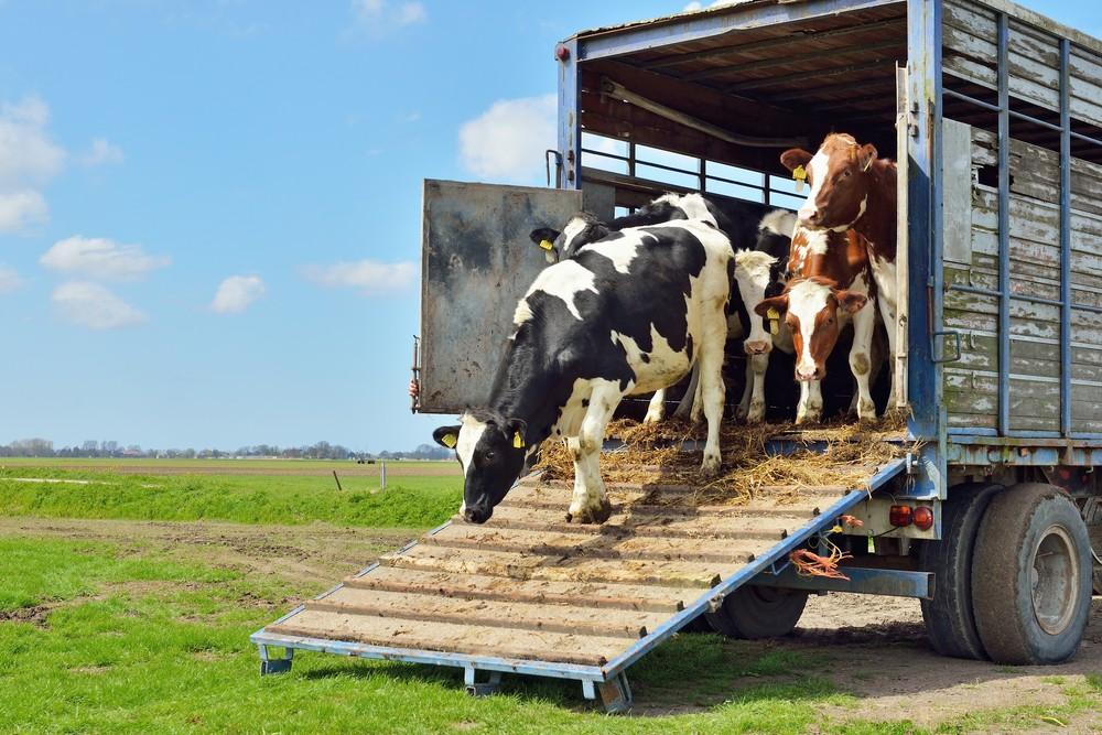 transporte de animais vivos